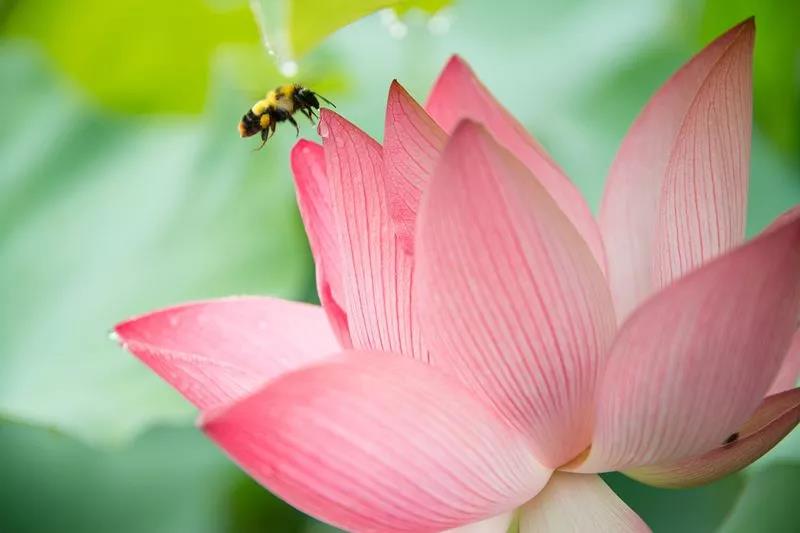 他出家为僧后,天天念佛仍不断生病,却说自己有福…… 他出家为僧后,天天念佛仍不断生病,却说自己有福……