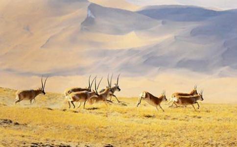 藏羚羊被掠杀 藏羚羊被掠杀