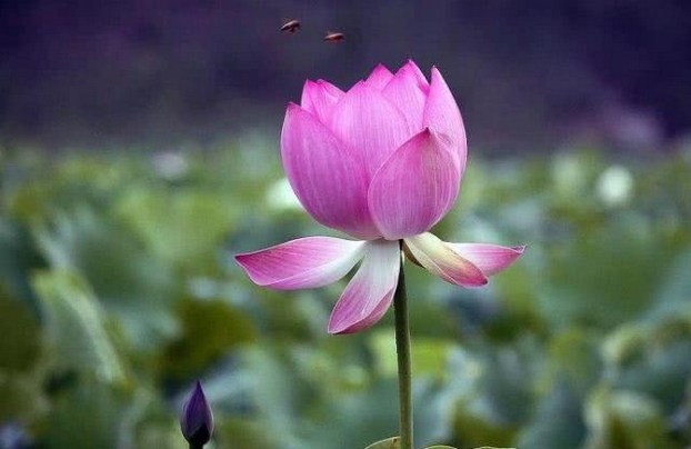 我们今生的使命是什么