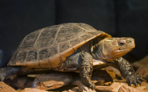 少年不忍乌龟受虐,将买牛钱全数换龟放生 少年不忍乌龟受虐,将买牛钱全数换龟放生