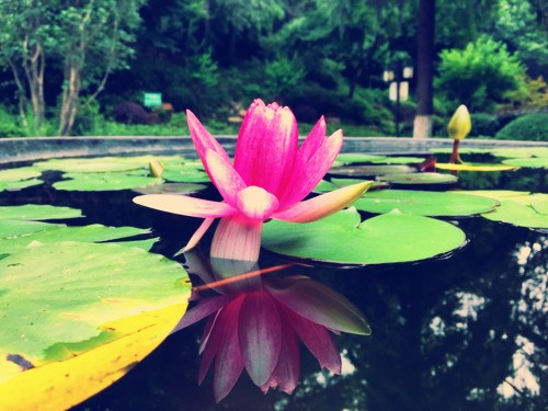 在极乐世界,所有资生用具应念即至